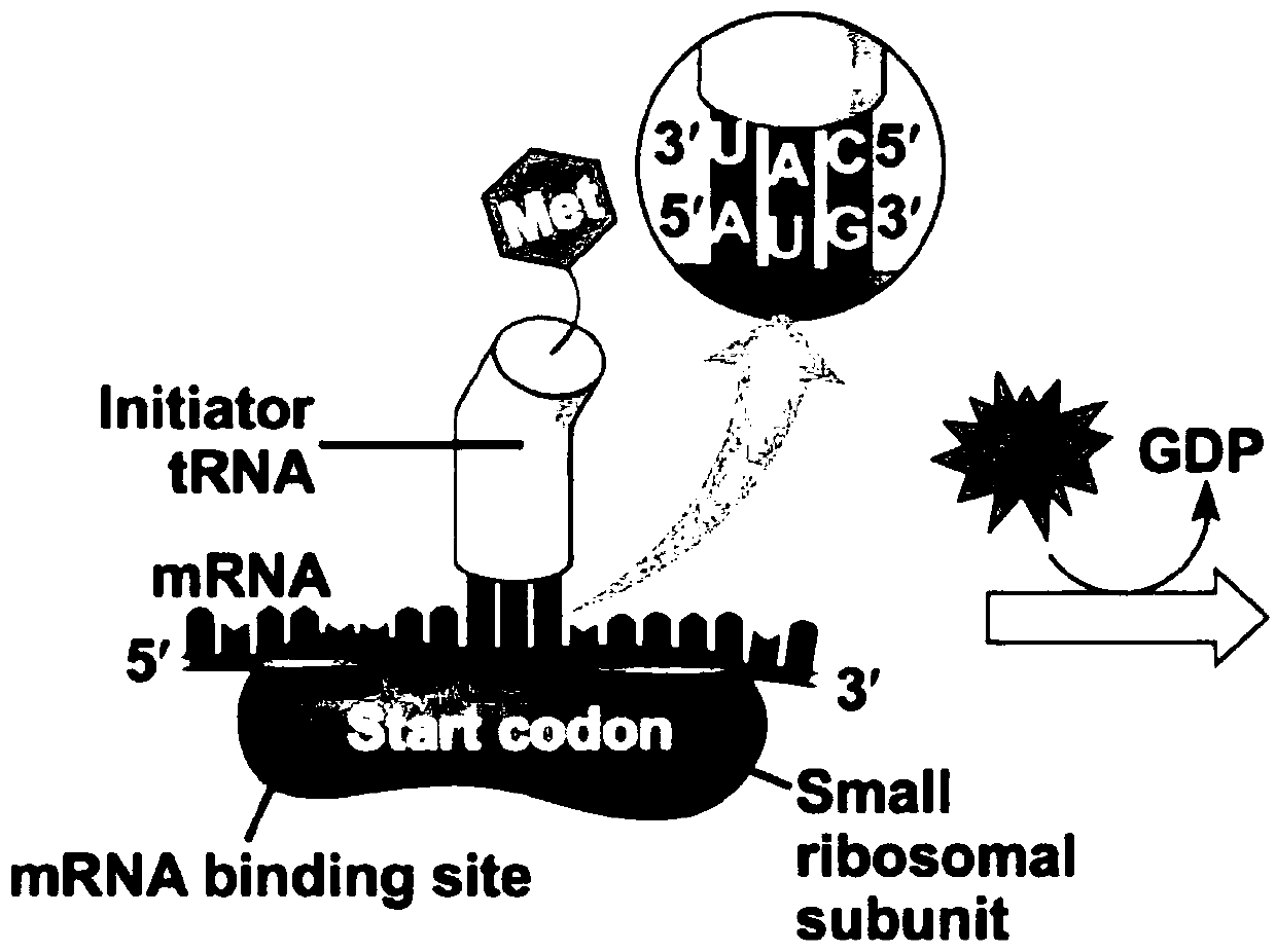 DNA sequence with multi-tag series connection and application of DNA sequence to protein expression and purification system