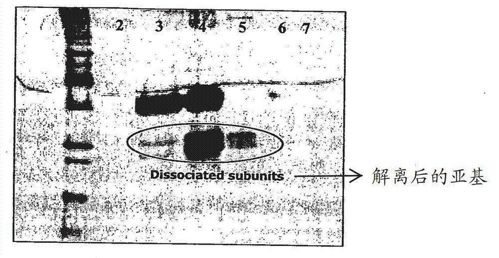 Liquid formulation of follicle stimulating hormone