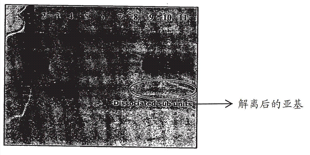 Liquid formulation of follicle stimulating hormone