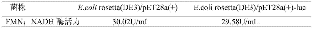 Photobacterium leiognathi luciferase, gene coding photobacterium leiognathi luciferase, and applications of photobacterium leiognathi luciferase