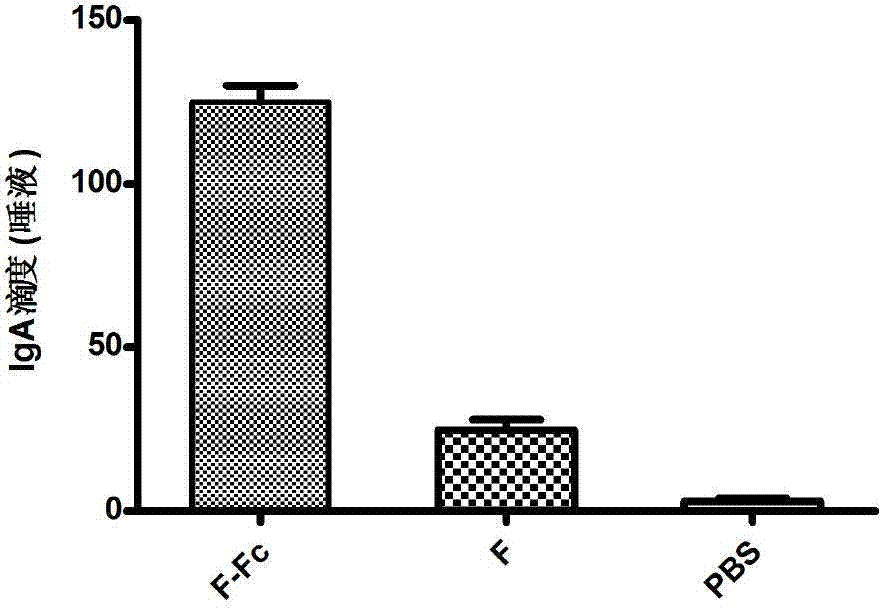 Fusion protein of RSV (respiratory syncytial virus) protein F and Fc, and application thereof