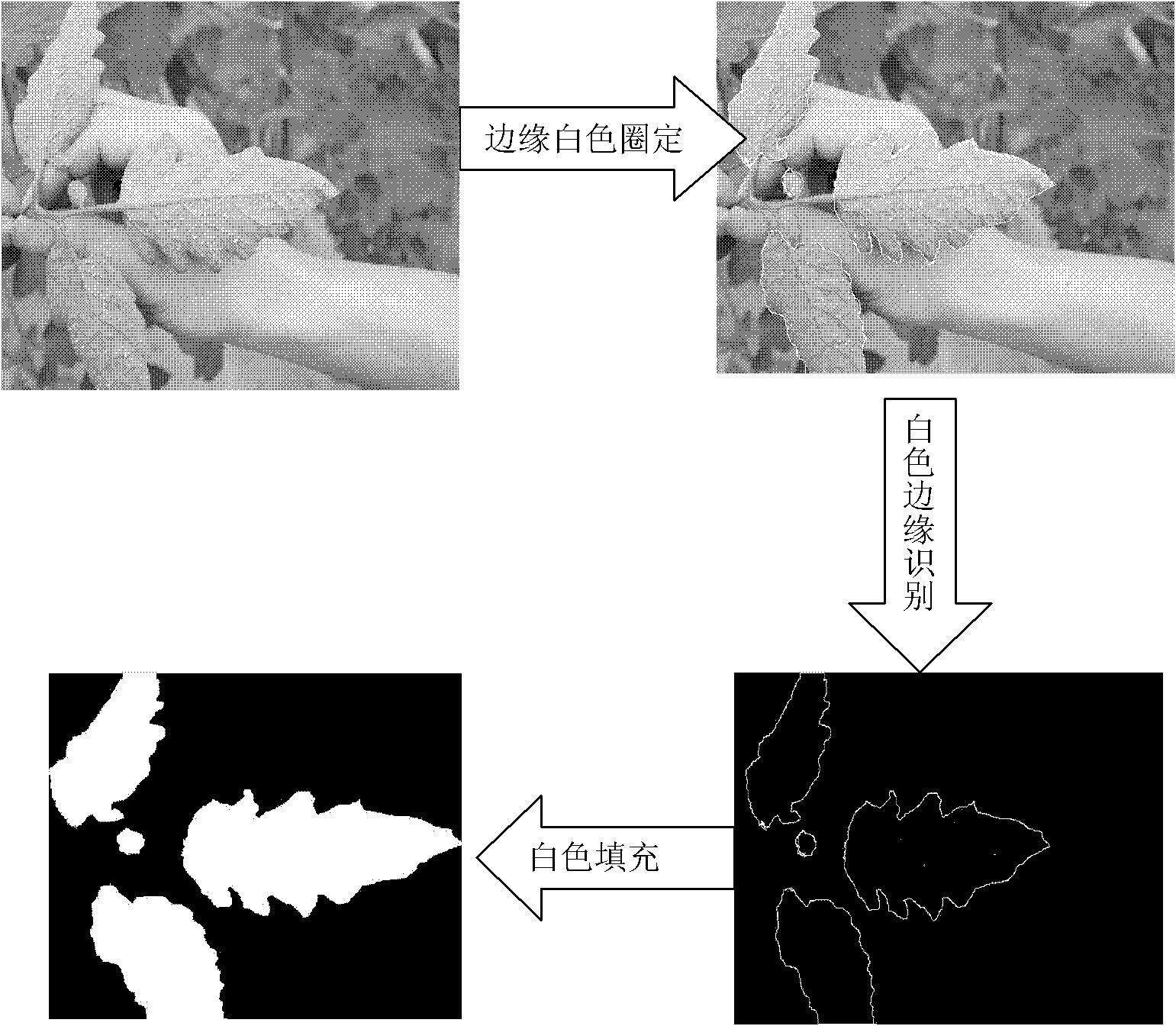 Automatic counting system for density of Bemisia tabaci adults