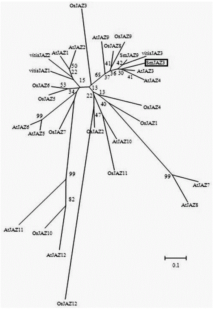 Tanshinone biosynthesis inhibiting factor gene SmJAZ3 and encoding protein and application thereof