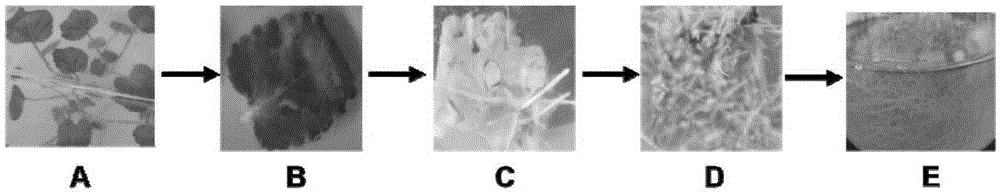 Tanshinone biosynthesis inhibiting factor gene SmJAZ3 and encoding protein and application thereof