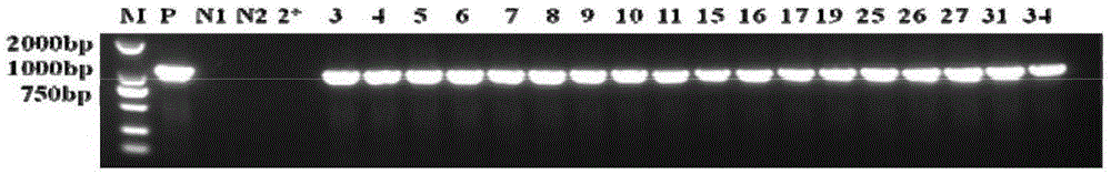 Tanshinone biosynthesis inhibiting factor gene SmJAZ3 and encoding protein and application thereof