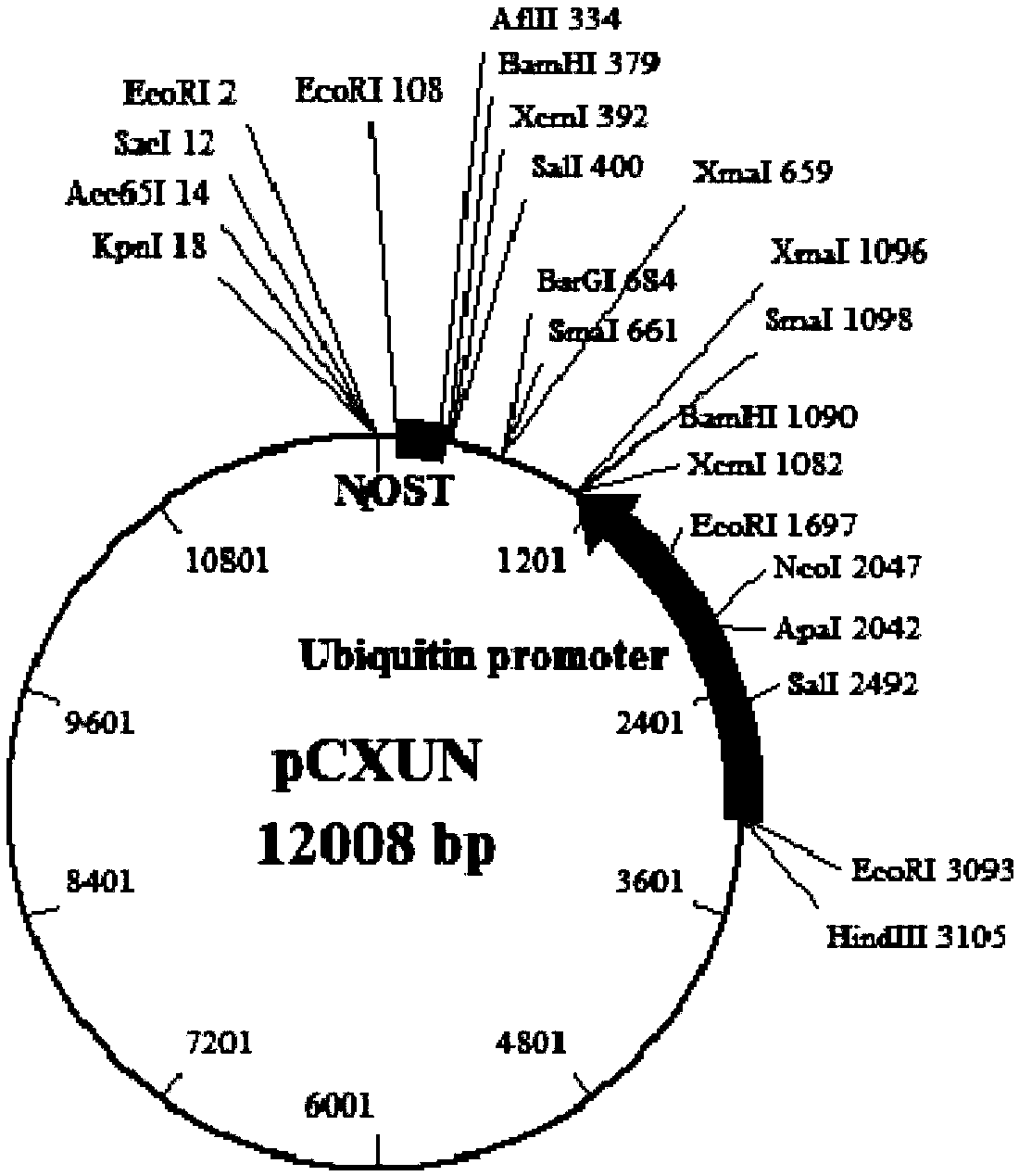 Application of rice OsBBTI4 protein gene to improving resistance of rice to rice blast