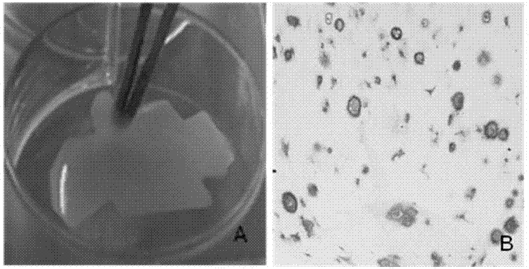 Articular cartilage graft and preparation method thereof