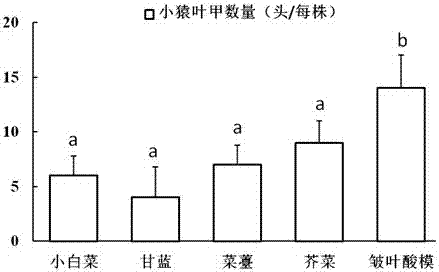 Method for preventing and treating brassicaceous vegetable leaf beetle type pests through rumex weeds