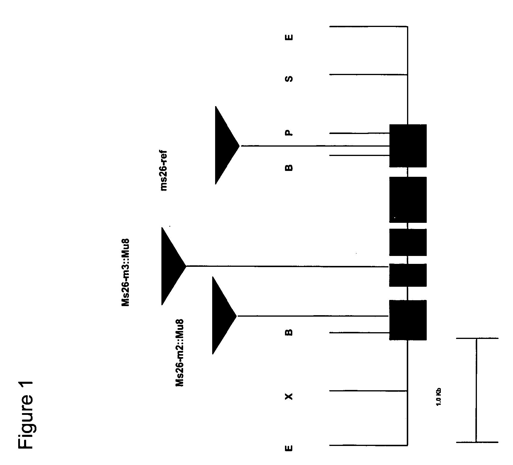 Nucleotide sequences mediating male fertility and method of using same