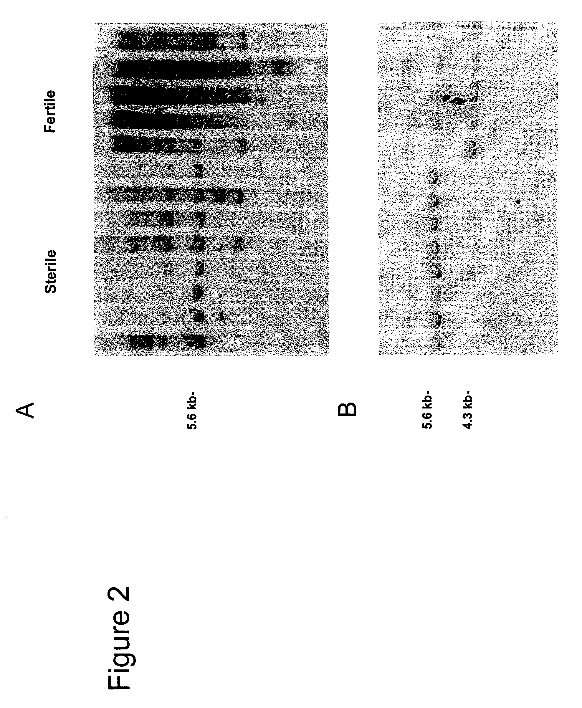 Nucleotide sequences mediating male fertility and method of using same