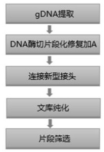 A method and kit for constructing a library for whole-genome high-throughput sequencing