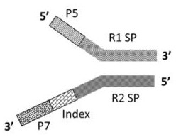 A method and kit for constructing a library for whole-genome high-throughput sequencing