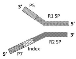 A method and kit for constructing a library for whole-genome high-throughput sequencing