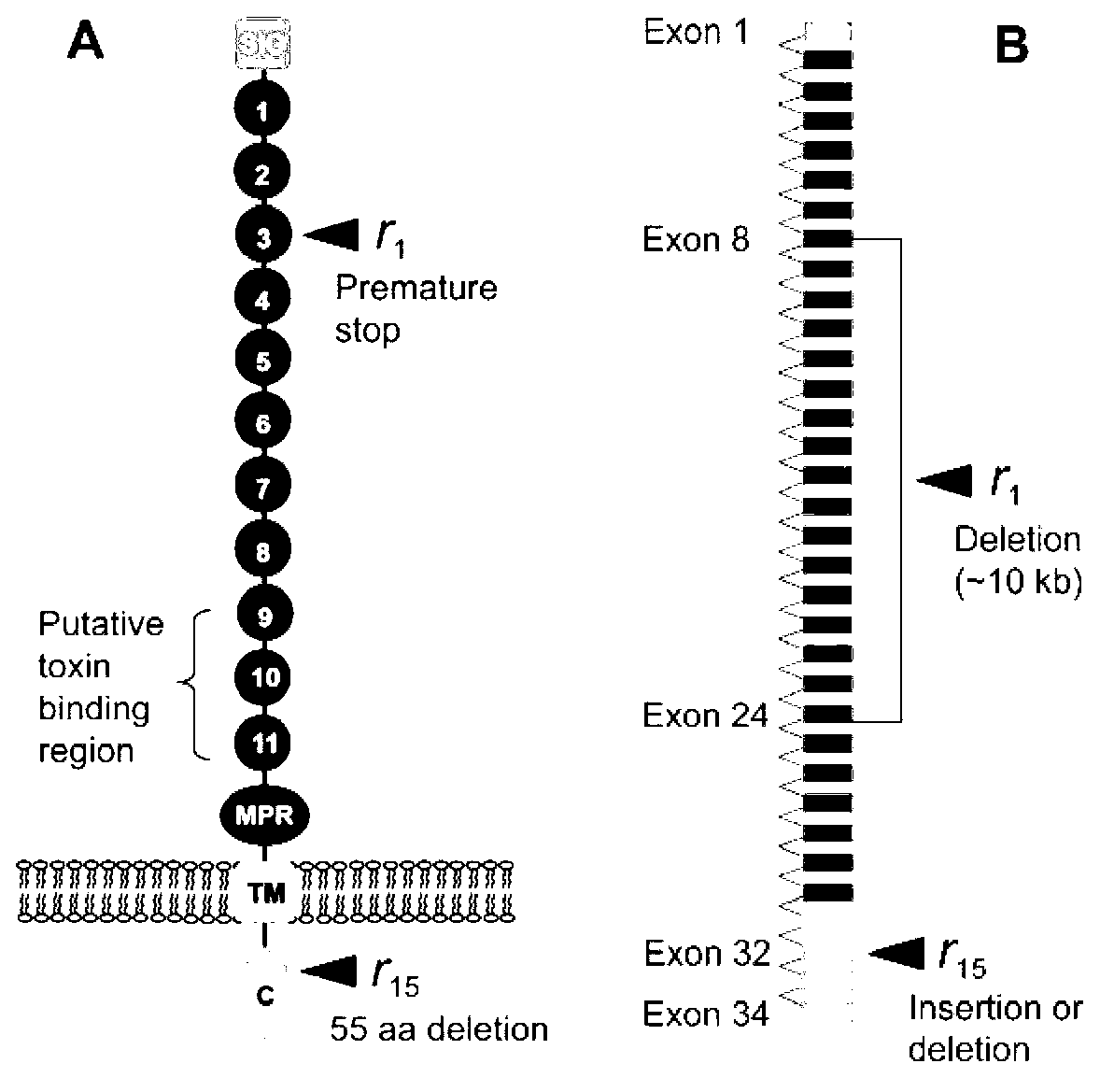 Molecular detection method for Cry1Ac toxin non-recessive resistance cadherin cytomere deletion mutation of cotton bollworm