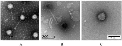 Vibrio bacteriophage and bactericidal composition preparation method and application thereof