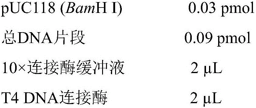 (-)-[gamma]-lactamase, gene, mutant, vector as well as preparation method and application of (-)-[gamma]-lactamase