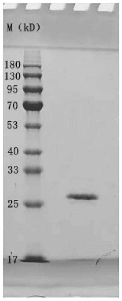 Preparation method of pseudovirus