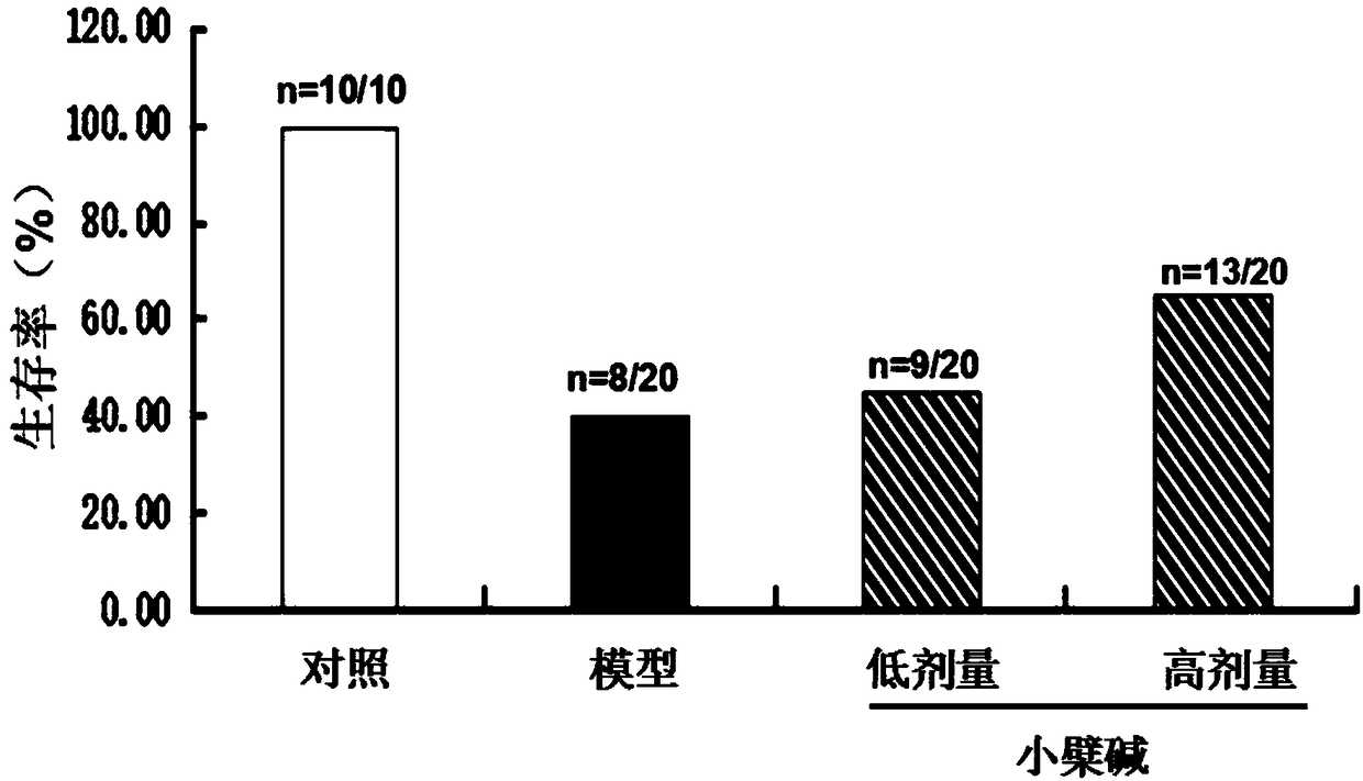 Medical application of BBR (berberine)