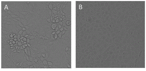 Low-pathogenicity porcine reproductive and respiratory syndrome virus, and vaccine and application thereof