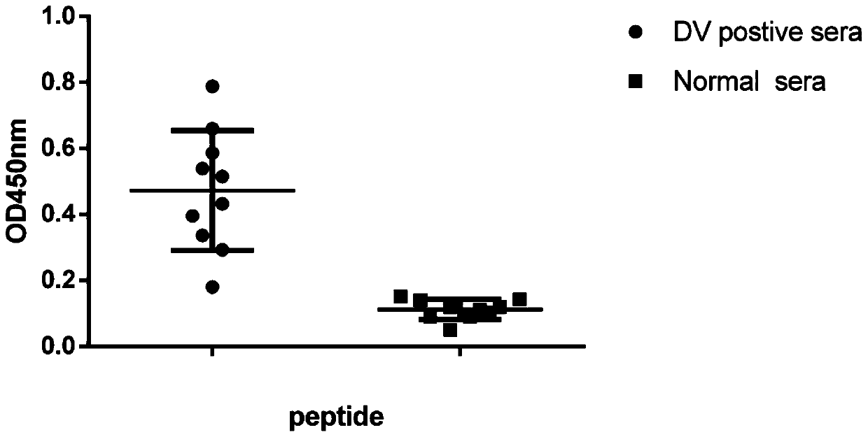 Antigen epitope polypeptide located on nostructal protein 1 of dengue virus and application of antigen epitope polypeptide