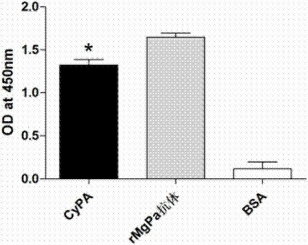 Receptor protein capable of specifically binding to Mycoplasma genitalium MgPa, separation method and uses thereof