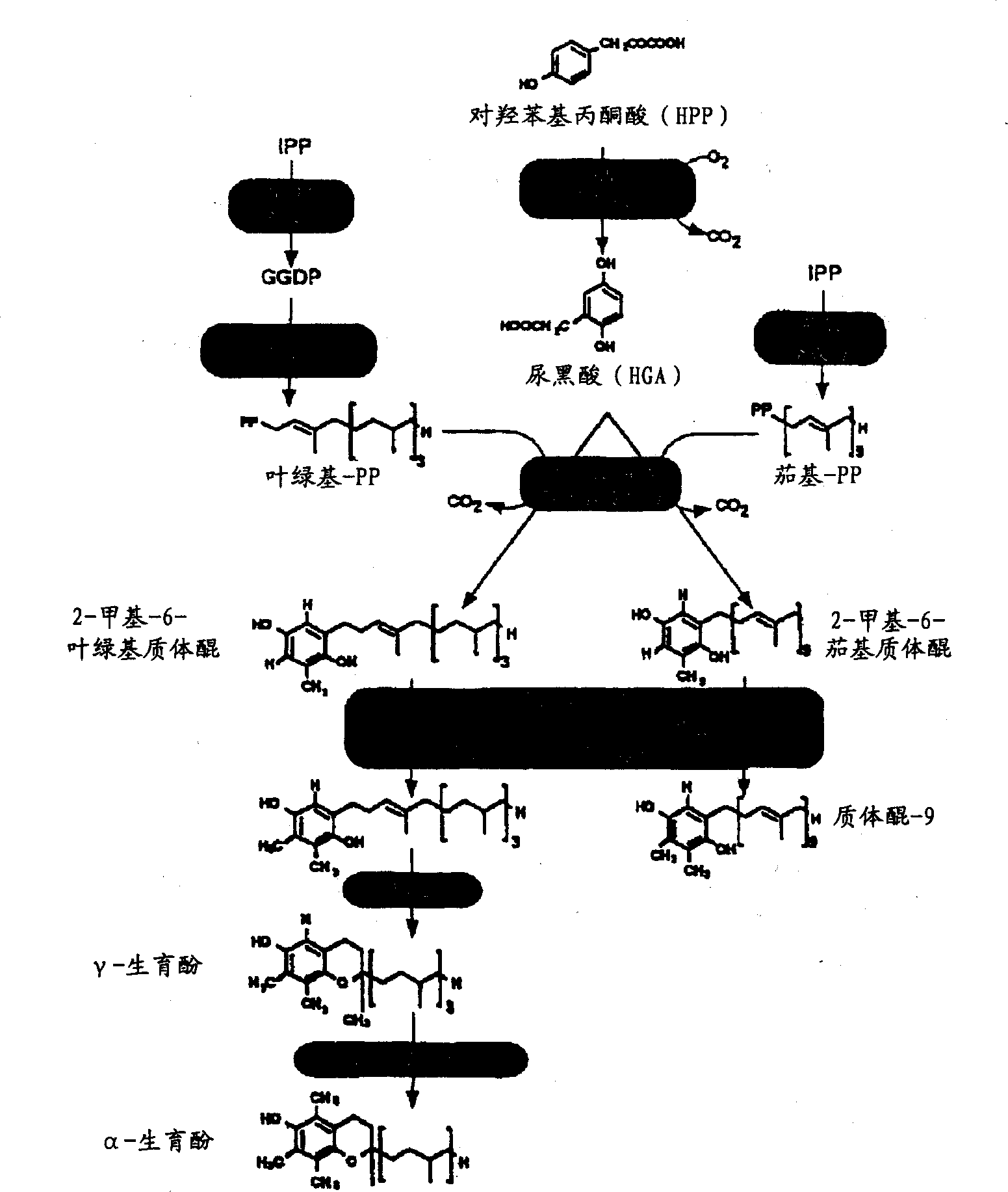 Manipulation of tocopherol levels in transgenic plants