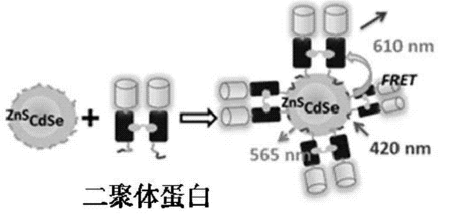 Method for marking protein polymer by using quantum dots