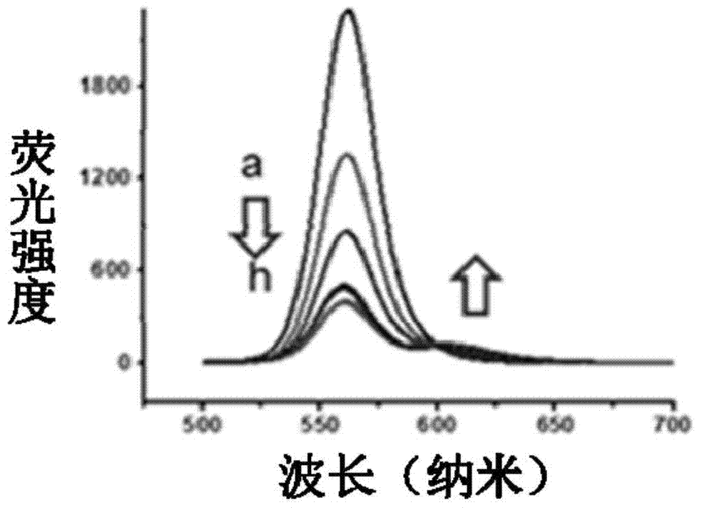 Method for marking protein polymer by using quantum dots