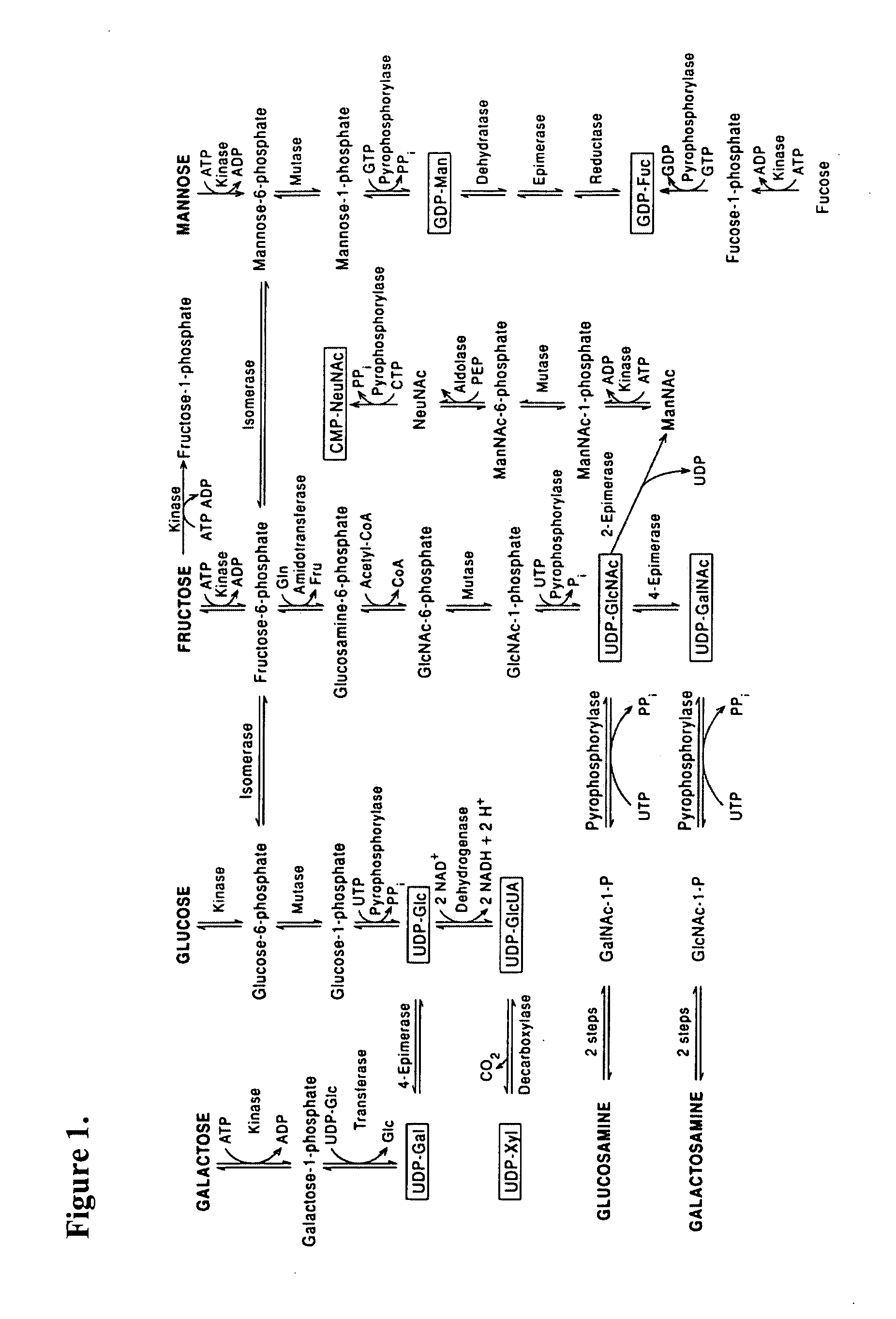 Prenatal and postnatal screening and treatment of critical monosaccharide deficiencies for neurologic and immunologic function