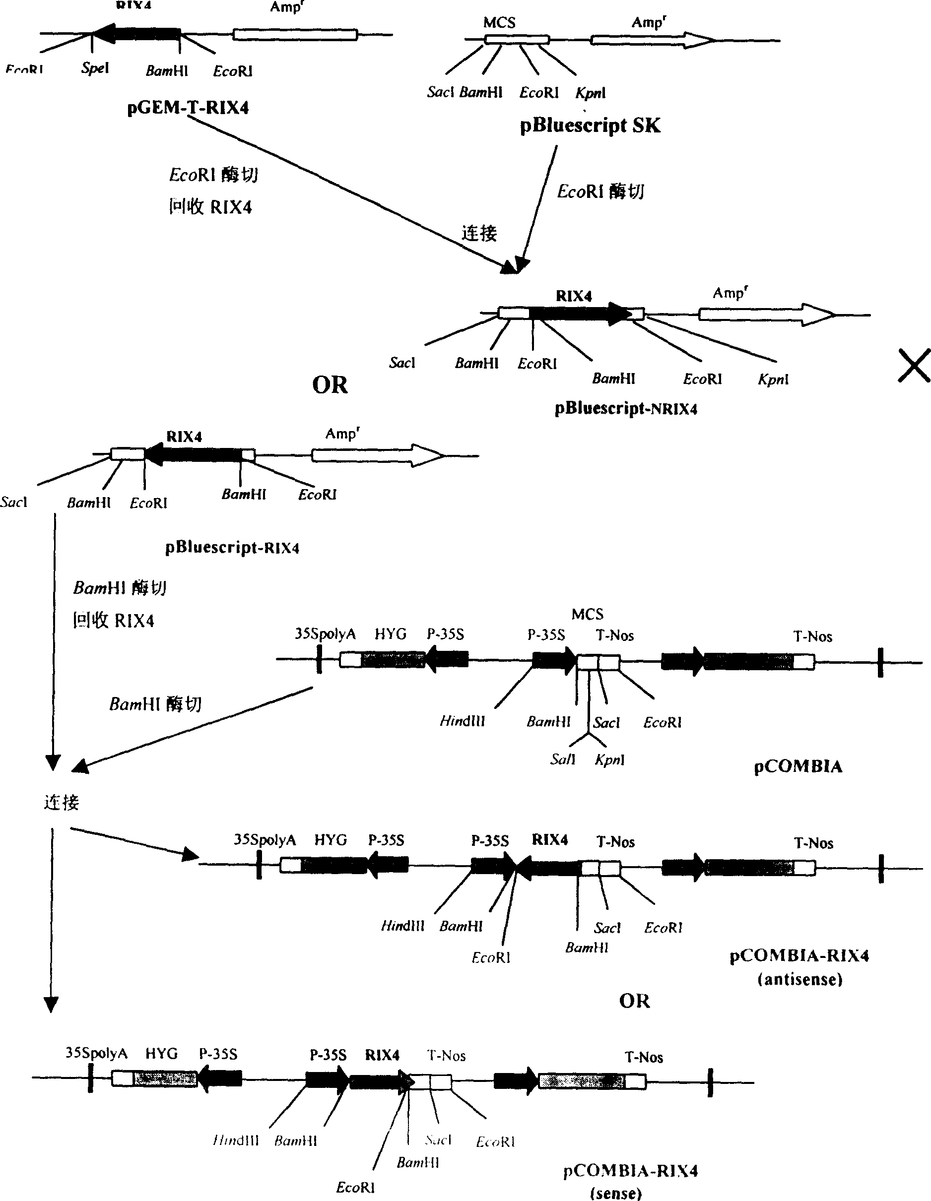 Bacterial leaf spot resistance related gene of rice, protein and its uses