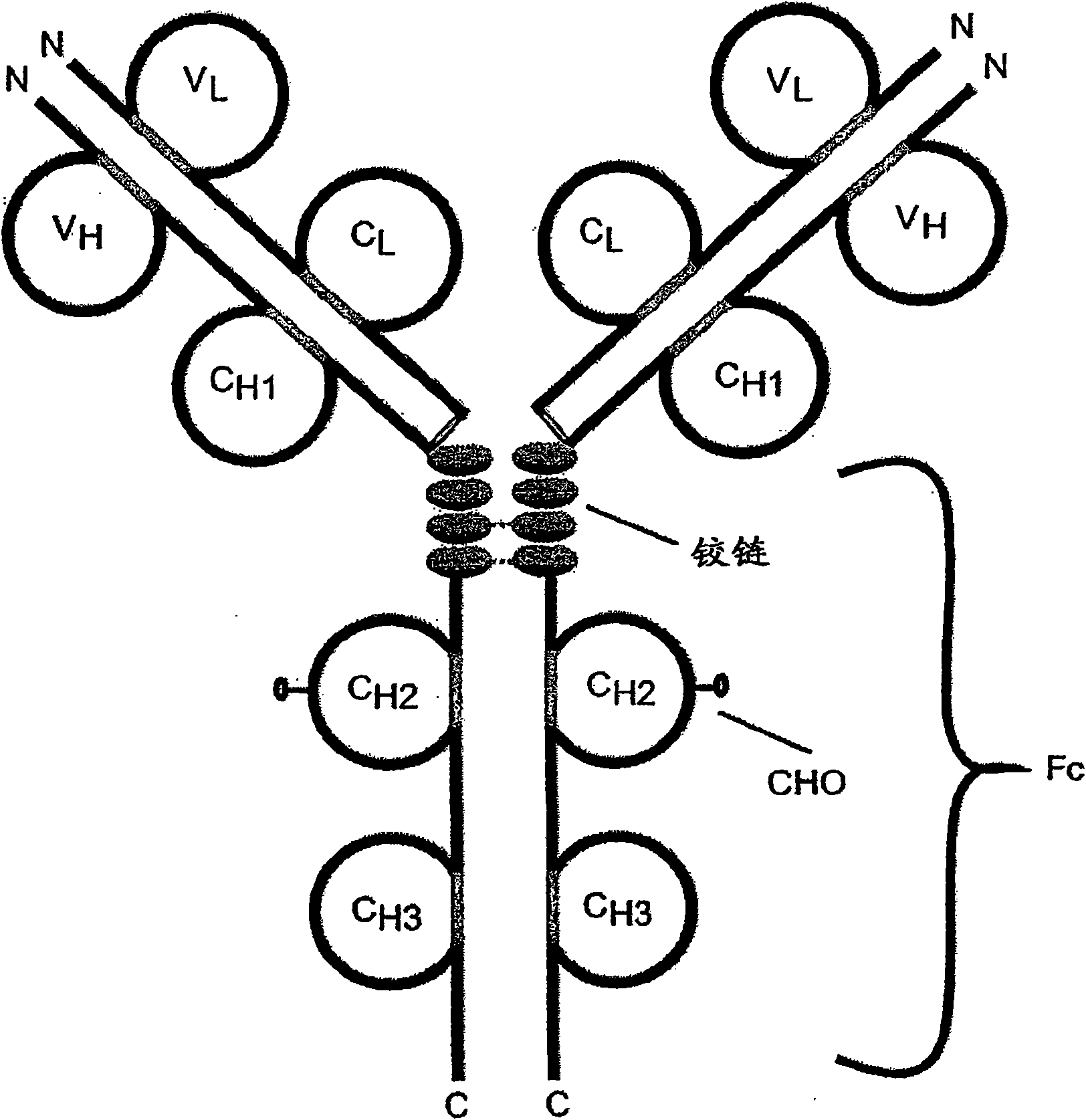 Taci-immunoglobulin fusion proteins