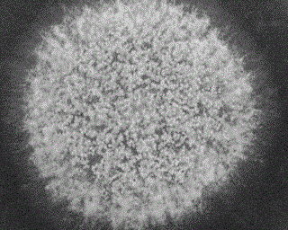 Application of Aspergillus oryzae prb-1 strain in soy sauce production