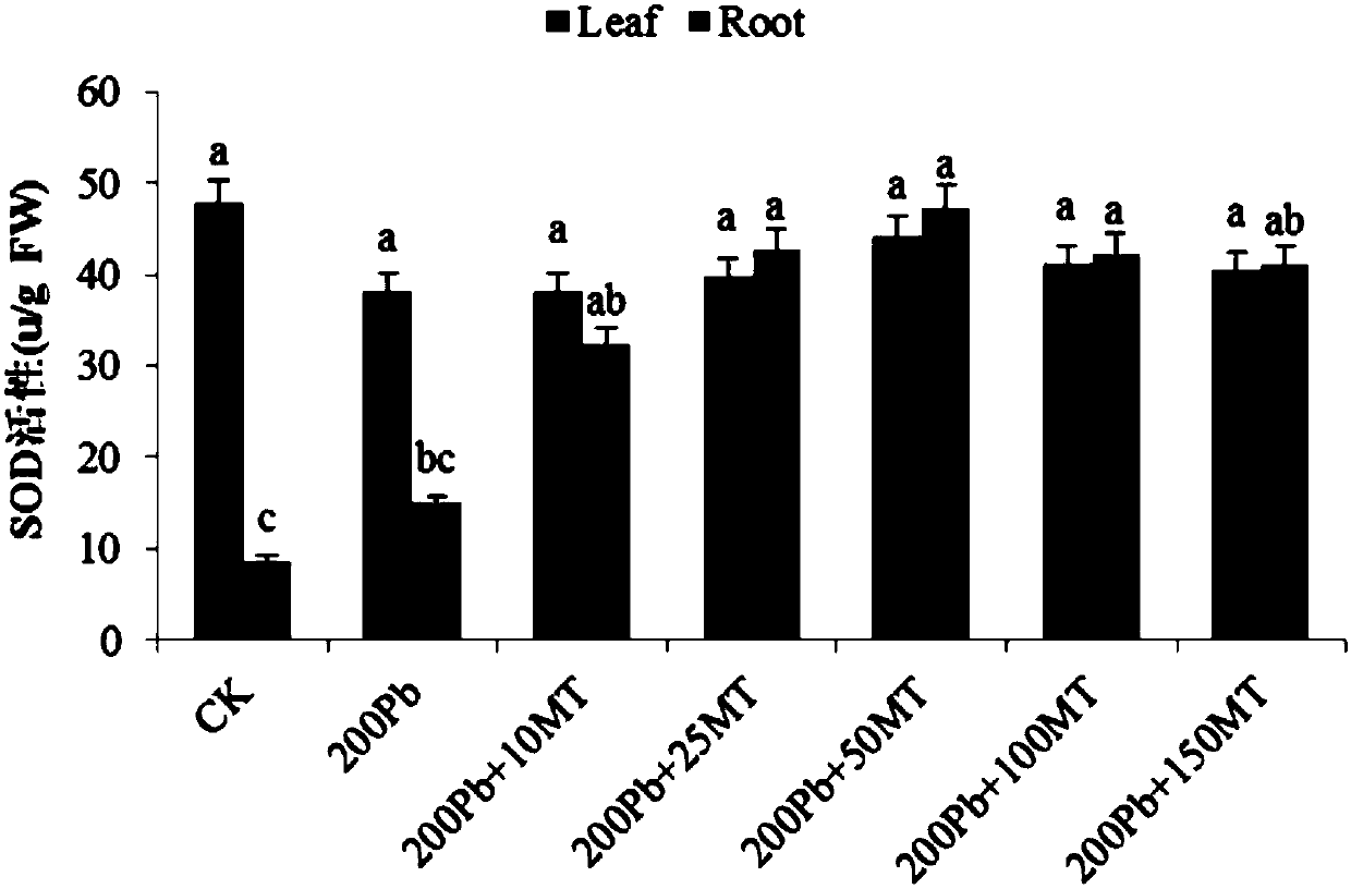 Method for utilizing melatonin to reduce Pb accumulation amount of vegetables