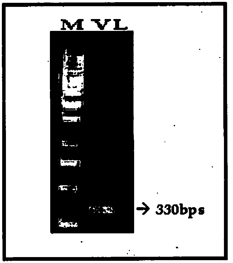 Recombinant human bivalent diabody against rabies virus and uses thereof