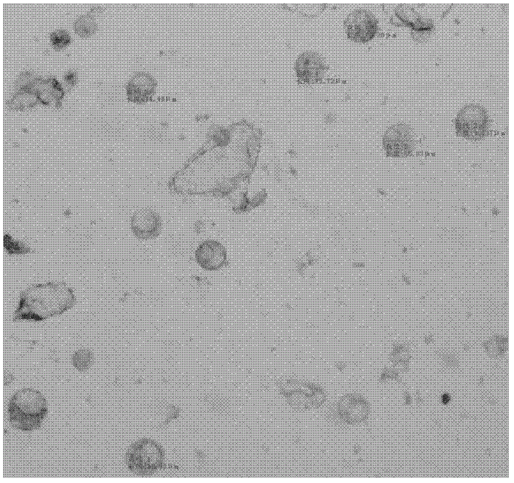 A method for freeing apple pulp protoplasts and its special kit