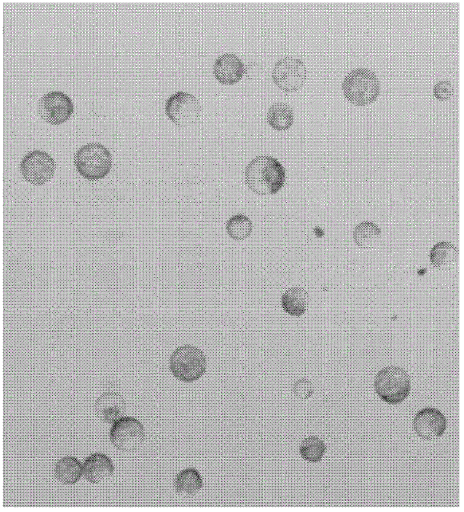 A method for freeing apple pulp protoplasts and its special kit