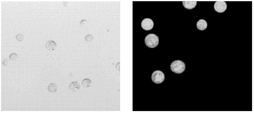 A method for freeing apple pulp protoplasts and its special kit