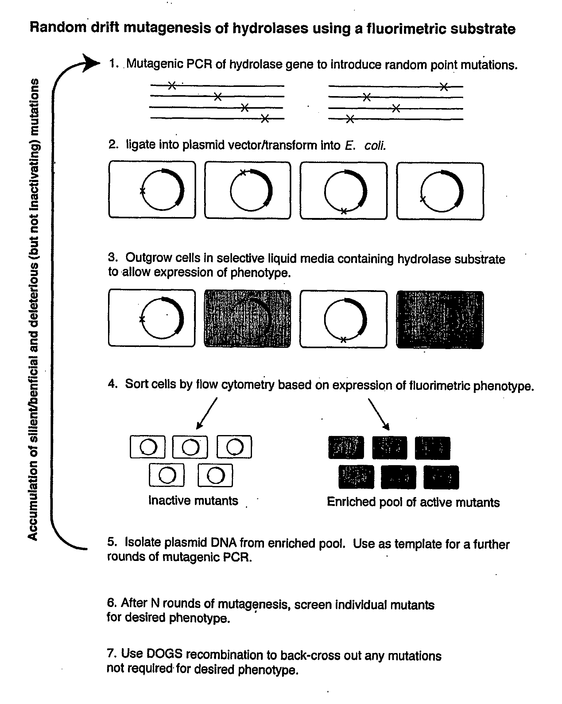 Random Drift Mutagenesis