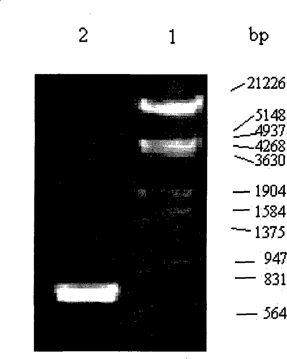 Recombined staphylococcus aureus enterotoxin Q oral preparation and application thereof