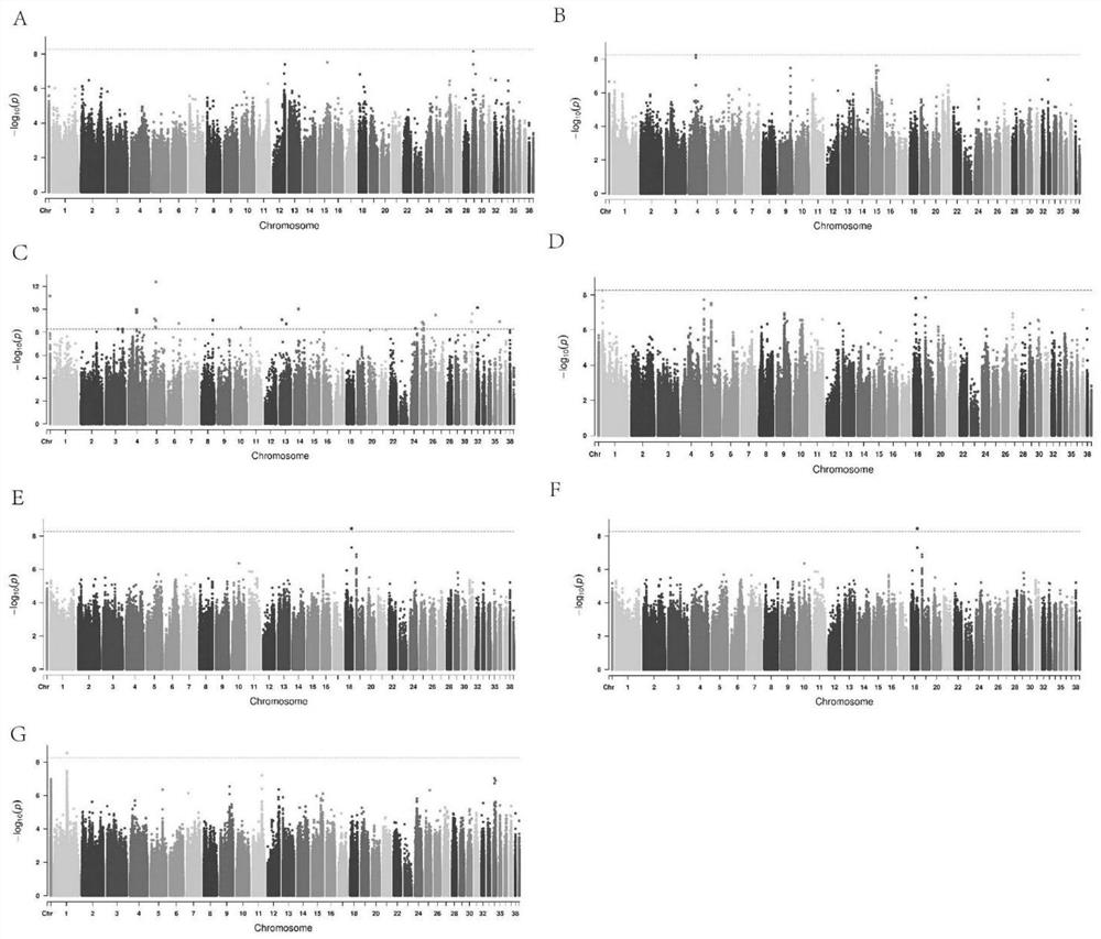 SNP molecular marker method and primers used in screening goose egg quality