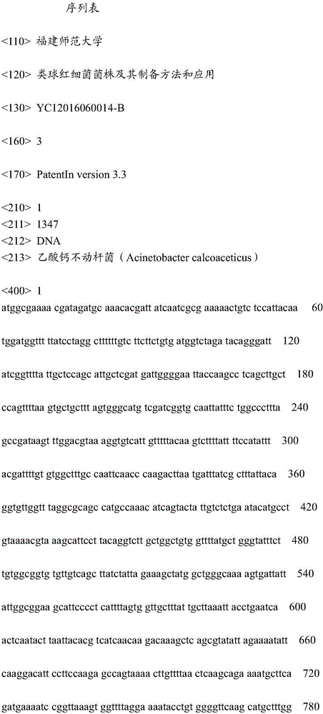 Rhodobacter sphaeroides strain and preparation method and application thereof