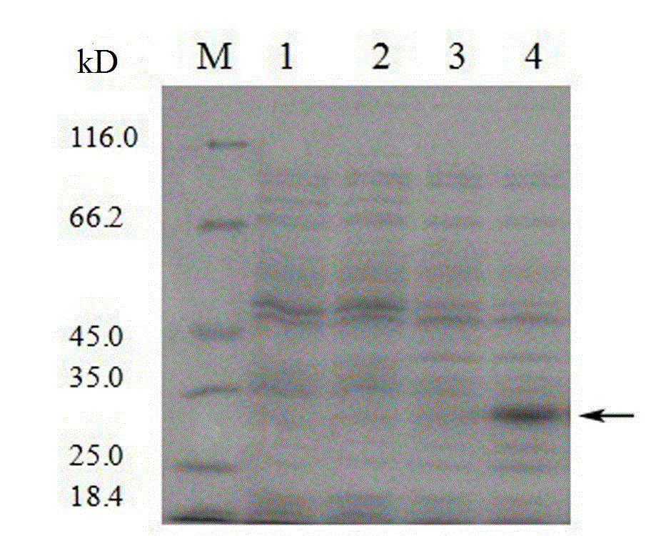 Method for preparing thanatin based on escherichia coli prokaryotic expression system