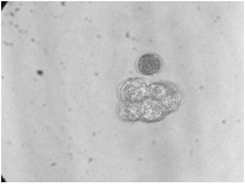 Culturing method of eurytropic bolting-resisting spring Chinese cabbage free microspores