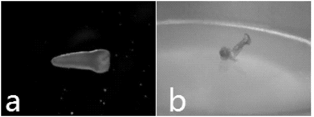 Culturing method of eurytropic bolting-resisting spring Chinese cabbage free microspores