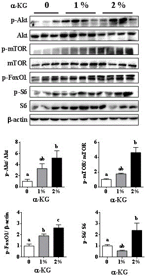 Application of alpha-ketoglutaric acid and alpha-ketoglutarate in preparation of feed additive capable of improving pig carcass composition