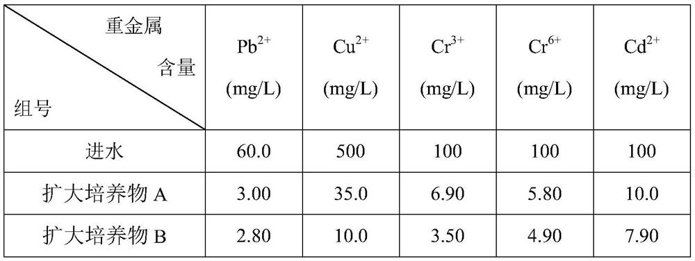 Composite microbial agent for heavy metal wastewater treatment and its preparation method and application