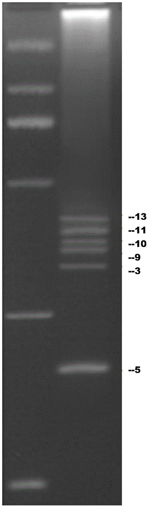 Kit for detecting hereditary deafness susceptibility gene mutation