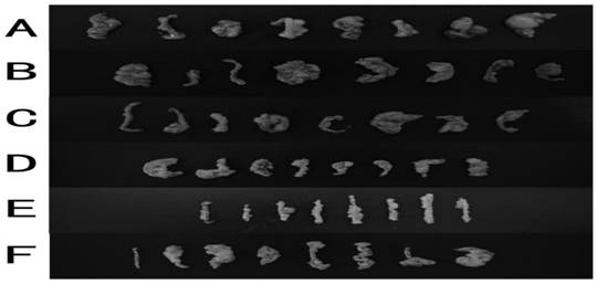 A traditional Chinese medicine compound preparation for regulating intestinal barrier function and preparation method thereof