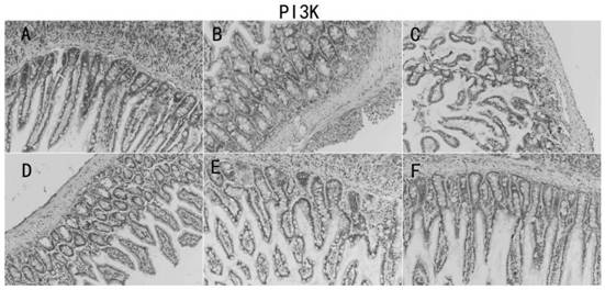 A traditional Chinese medicine compound preparation for regulating intestinal barrier function and preparation method thereof