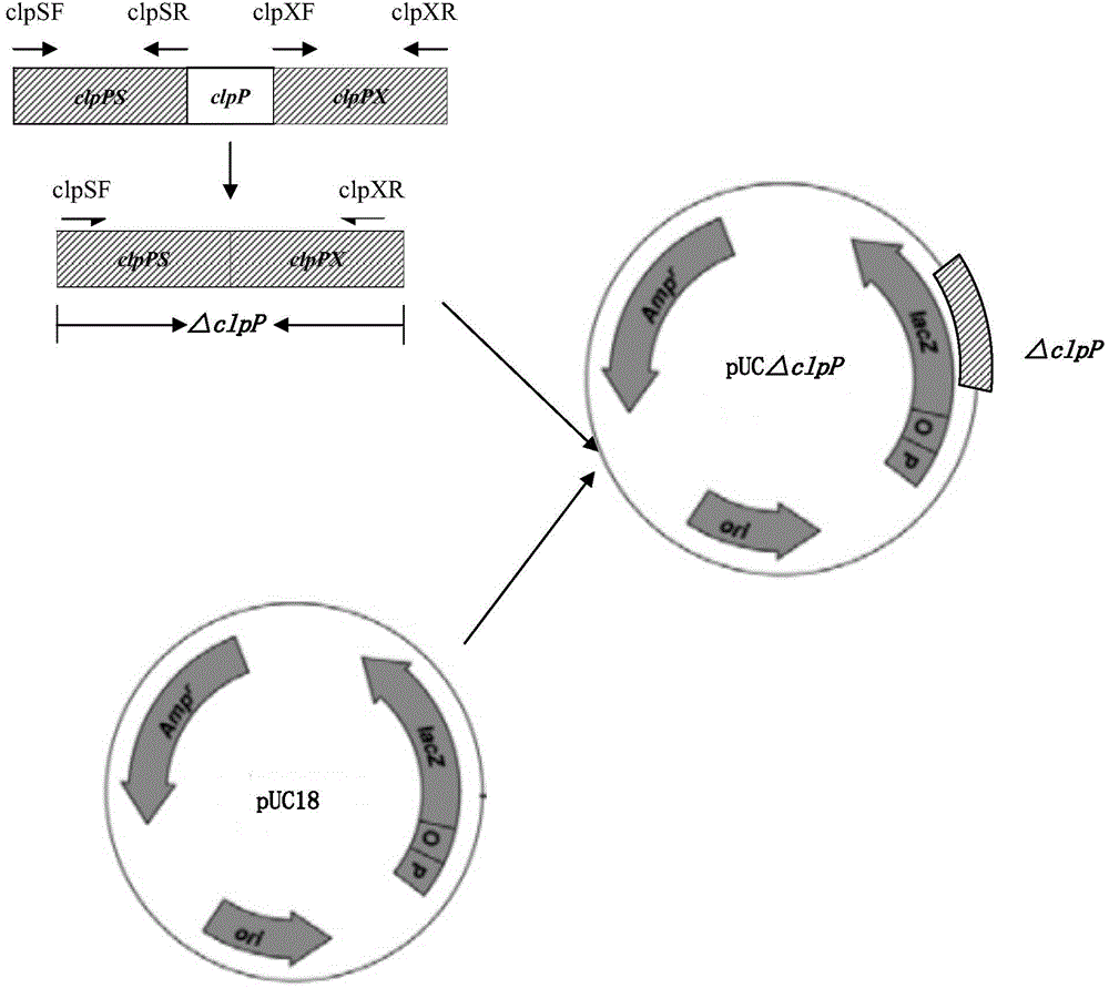 Resistance marker-free attenuated live vaccine against porcine contagious pleuropneumonia (PCP) and application thereof